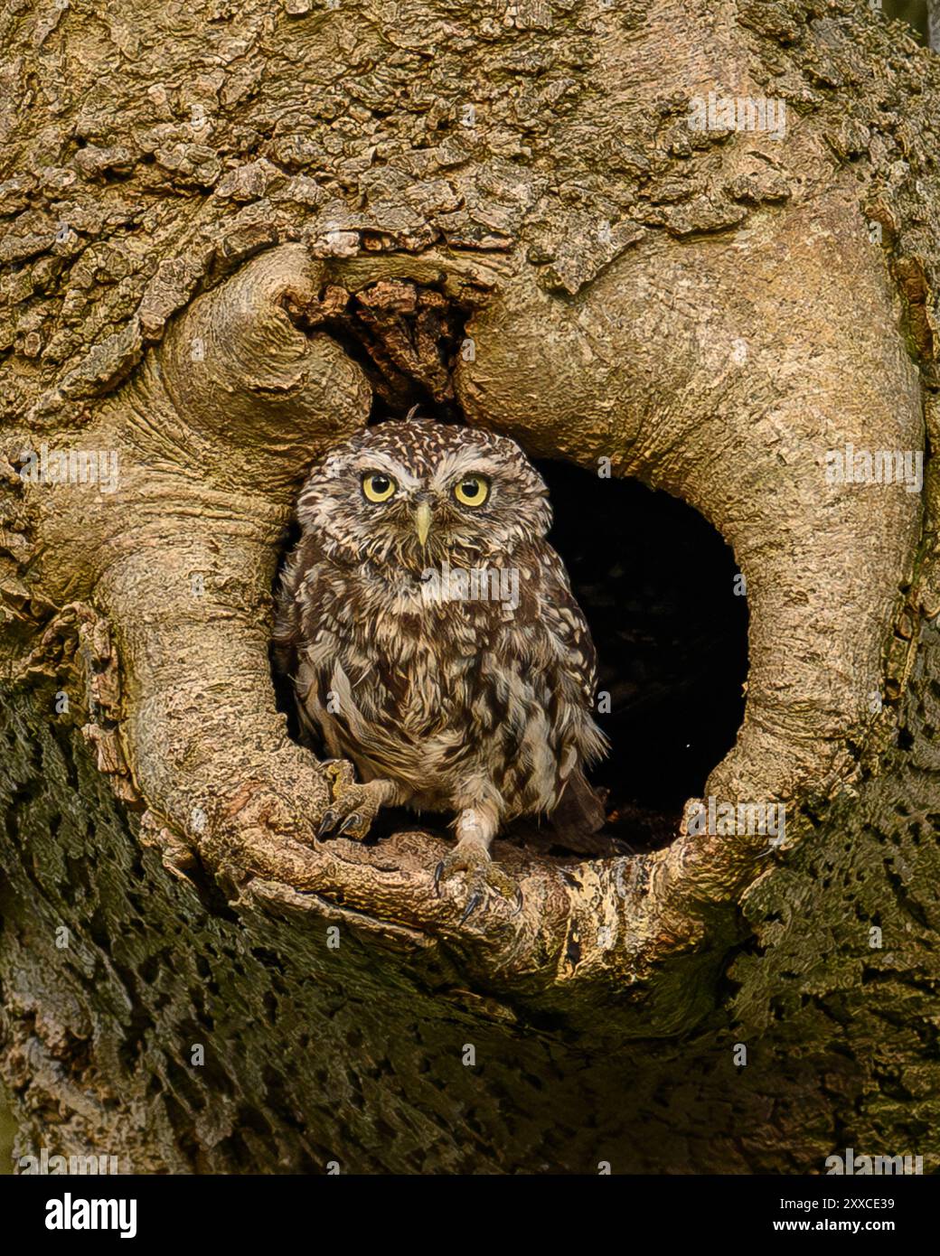 Il piccolo Gufo seduto su un albero. Foto Stock
