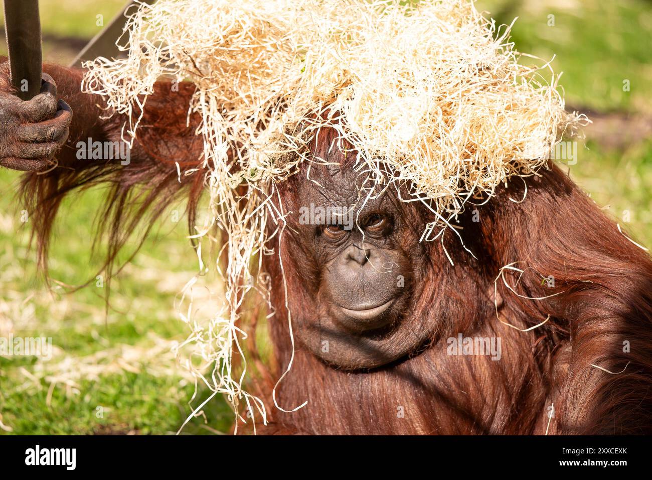 Dudley, Regno Unito. 23 agosto 2024. Meteo nel Regno Unito: Le famiglie dello zoo di Dudley si godono il bel sole oggi, con temperature che raggiungono i 23 gradi. Un genitore orangutan cerca nuovi modi per ripararsi dal caldo sole. Crediti: Lee Hudson/Alamy Live News Foto Stock