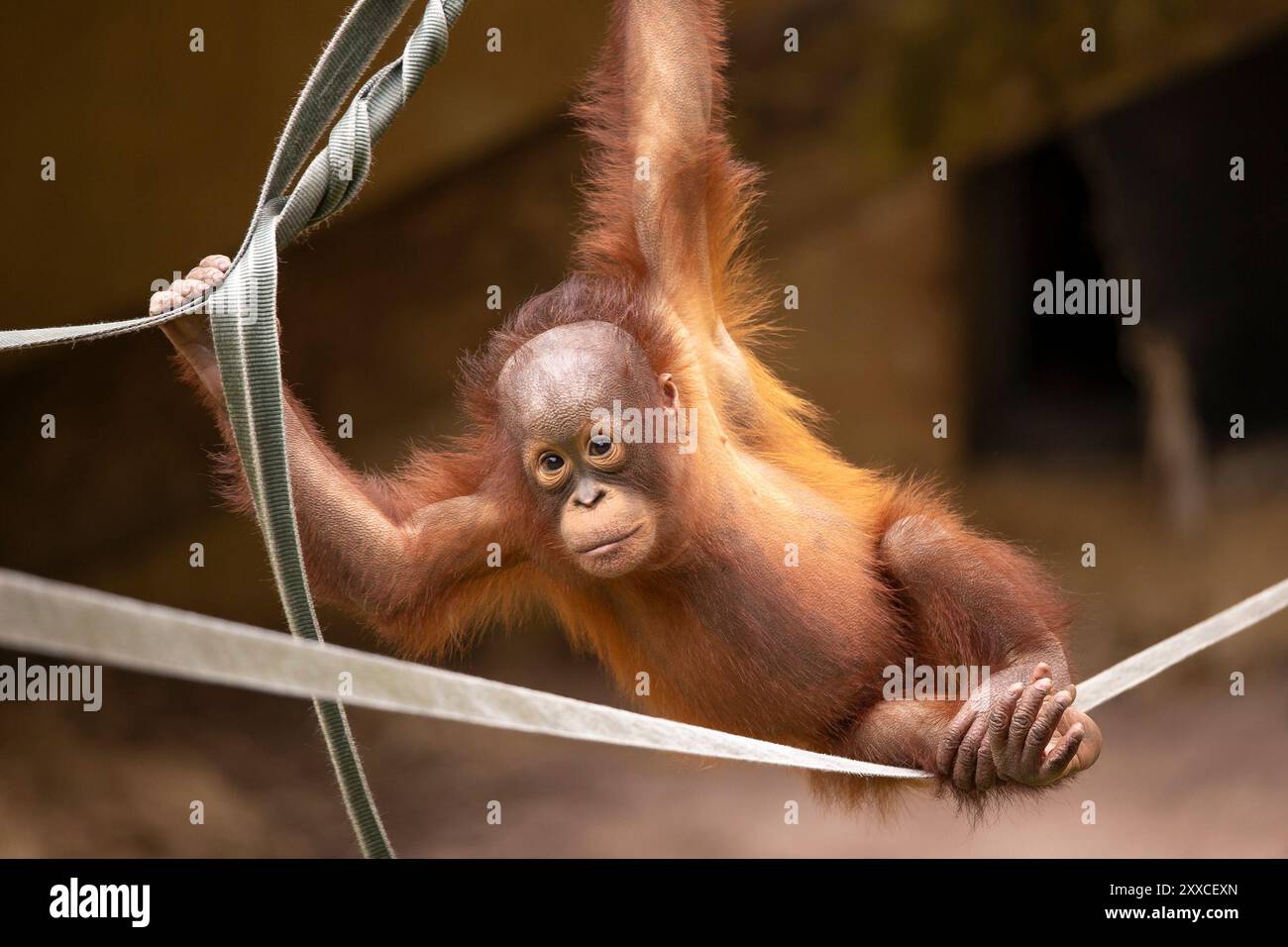 Dudley, Regno Unito. 23 agosto 2024. Meteo nel Regno Unito: Le famiglie dello zoo di Dudley si godono il bel sole oggi, con temperature che raggiungono i 23 gradi. Un piccolo orangutan prende le corde, pieno di energia nel caldo sole di agosto. Crediti: Lee Hudson/Alamy Live News Foto Stock