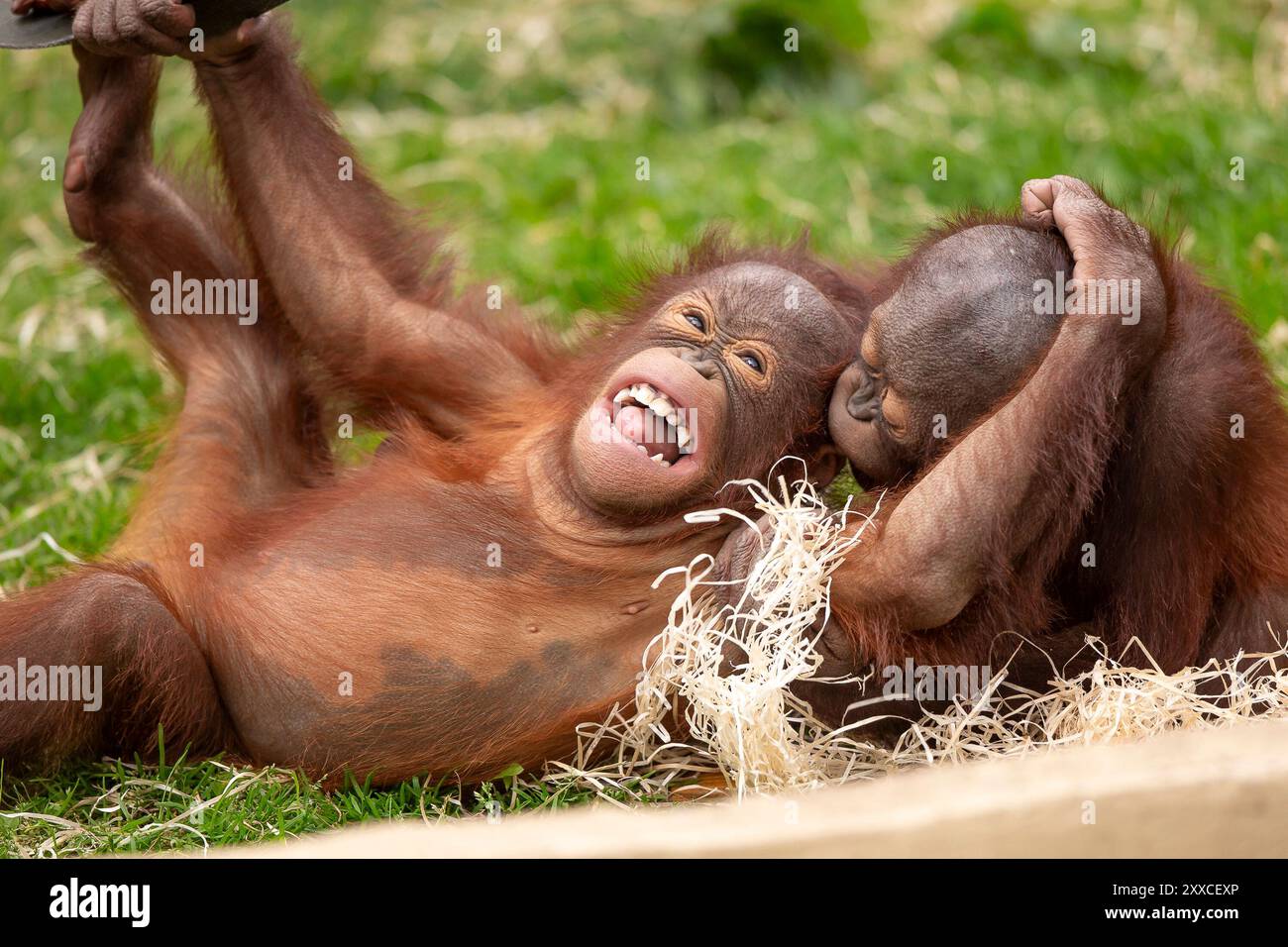 Dudley, Regno Unito. 23 agosto 2024. Meteo nel Regno Unito: Le famiglie dello zoo di Dudley si godono il bel sole oggi, con temperature che raggiungono i 23 gradi. Due piccoli oranghi giocano, pieni di energia nel caldo sole di agosto. Crediti: Lee Hudson/Alamy Live News Foto Stock