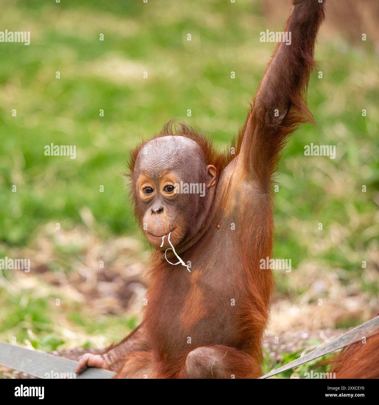 Dudley, Regno Unito. 23 agosto 2024. Meteo nel Regno Unito: Le famiglie dello zoo di Dudley si godono il bel sole oggi, con temperature che raggiungono i 23 gradi. Un bambino orangutan è sospeso nel caldo sole di agosto. Crediti: Lee Hudson/Alamy Live News Foto Stock
