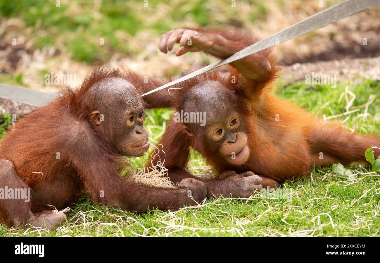 Dudley, Regno Unito. 23 agosto 2024. Meteo nel Regno Unito: Le famiglie dello zoo di Dudley si godono il bel sole oggi, con temperature che raggiungono i 23 gradi. Due piccoli oranghi giocano, pieni di energia nel caldo sole di agosto. Crediti: Lee Hudson/Alamy Live News Foto Stock