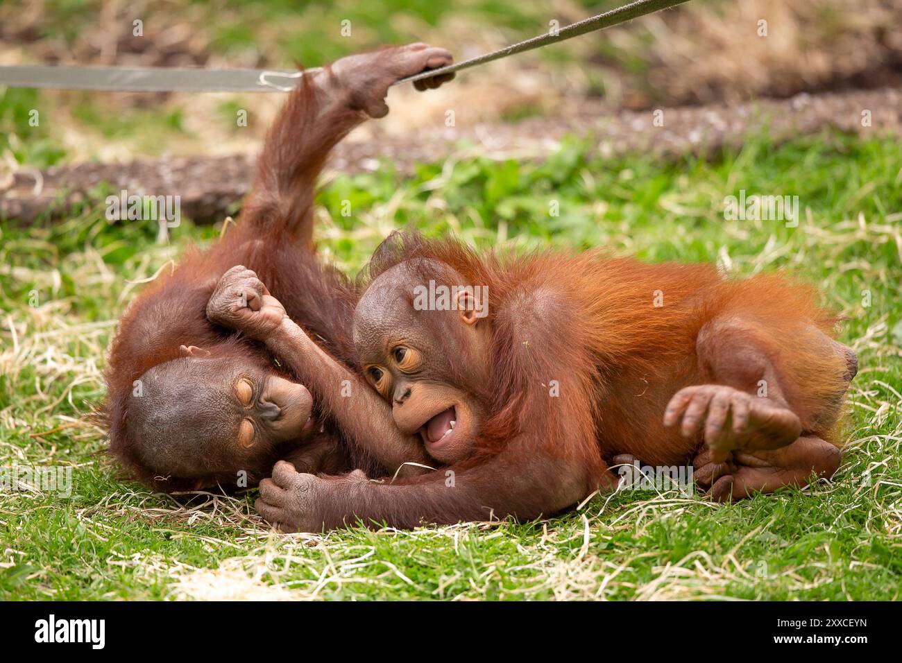 Dudley, Regno Unito. 23 agosto 2024. Meteo nel Regno Unito: Le famiglie dello zoo di Dudley si godono il bel sole oggi, con temperature che raggiungono i 23 gradi. Due piccoli oranghi giocano, pieni di energia nel caldo sole di agosto. Crediti: Lee Hudson/Alamy Live News Foto Stock