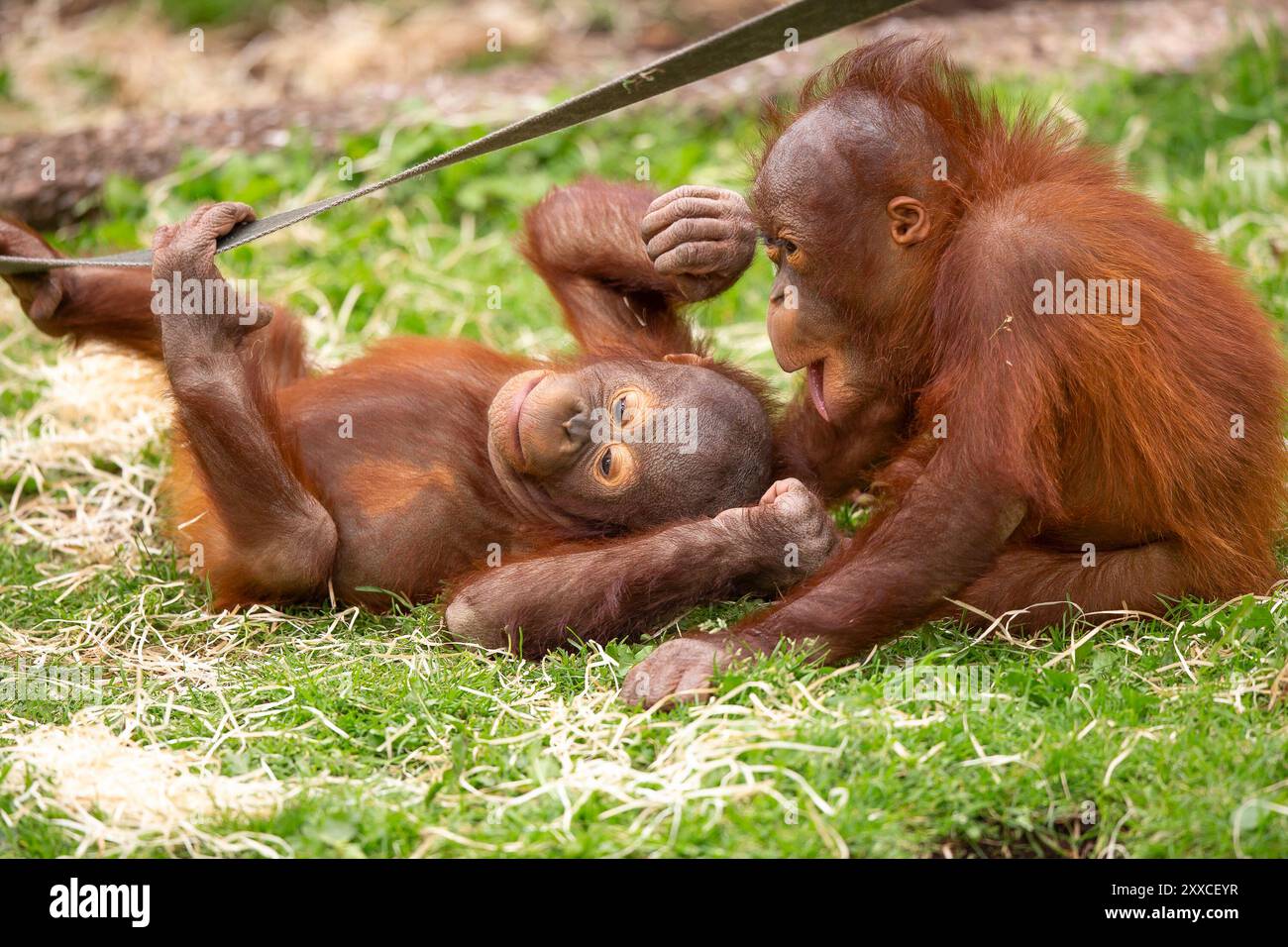 Dudley, Regno Unito. 23 agosto 2024. Meteo nel Regno Unito: Le famiglie dello zoo di Dudley si godono il bel sole oggi, con temperature che raggiungono i 23 gradi. Due piccoli oranghi giocano, pieni di energia nel caldo sole di agosto. Crediti: Lee Hudson/Alamy Live News Foto Stock