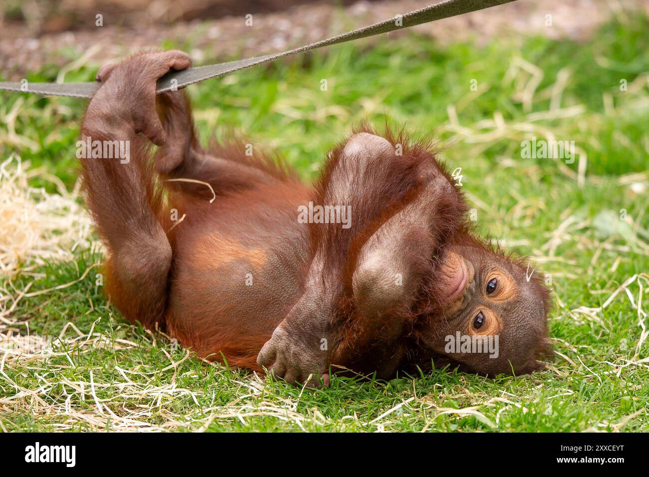 Dudley, Regno Unito. 23 agosto 2024. Meteo nel Regno Unito: Le famiglie dello zoo di Dudley si godono il bel sole oggi, con temperature che raggiungono i 23 gradi. Un piccolo orangutan mostra segni di capriccio nel caldo sole di agosto. Crediti: Lee Hudson/Alamy Live News Foto Stock