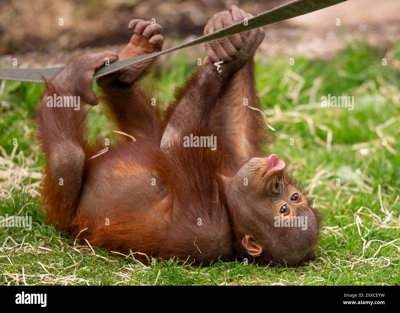 Dudley, Regno Unito. 23 agosto 2024. Meteo nel Regno Unito: Le famiglie dello zoo di Dudley si godono il bel sole oggi, con temperature che raggiungono i 23 gradi. Un piccolo orangutan gioca nel caldo sole di agosto. Crediti: Lee Hudson/Alamy Live News Foto Stock