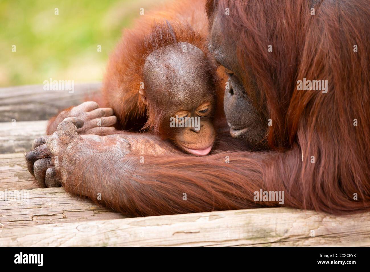 Dudley, Regno Unito. 23 agosto 2024. Meteo nel Regno Unito: Le famiglie dello zoo di Dudley si godono il bel sole oggi, con temperature che raggiungono i 23 gradi. Un orangutan e una madre si rilassano al caldo sole di agosto. Crediti: Lee Hudson/Alamy Live News Foto Stock