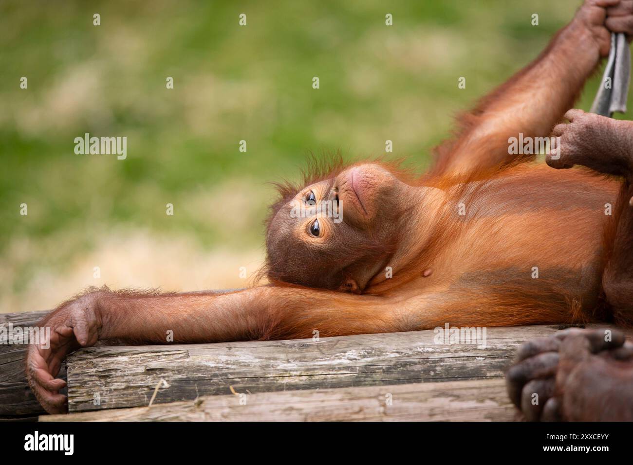 Dudley, Regno Unito. 23 agosto 2024. Meteo nel Regno Unito: Le famiglie dello zoo di Dudley si godono il bel sole oggi, con temperature che raggiungono i 23 gradi. Un bambino orangutan si agita al caldo sole di agosto. Crediti: Lee Hudson/Alamy Live News Foto Stock