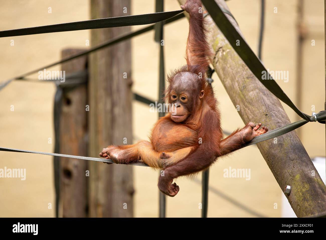 Dudley, Regno Unito. 23 agosto 2024. Meteo nel Regno Unito: Le famiglie dello zoo di Dudley si godono il bel sole oggi, con temperature che raggiungono i 23 gradi. Un piccolo orangutan mostra grandi abilità aerobiche mentre si rilassa al caldo sole di agosto. Crediti: Lee Hudson/Alamy Live News Foto Stock