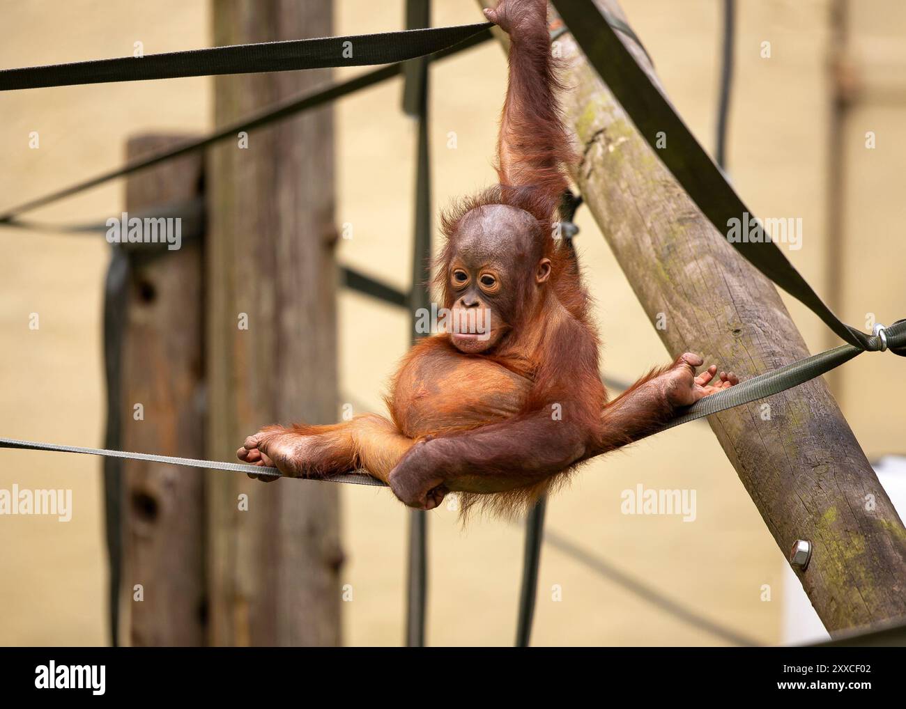 Dudley, Regno Unito. 23 agosto 2024. Meteo nel Regno Unito: Le famiglie dello zoo di Dudley si godono il bel sole oggi, con temperature che raggiungono i 23 gradi. Un piccolo orangutan mostra grandi abilità aerobiche mentre si rilassa al caldo sole di agosto. Crediti: Lee Hudson/Alamy Live News Foto Stock