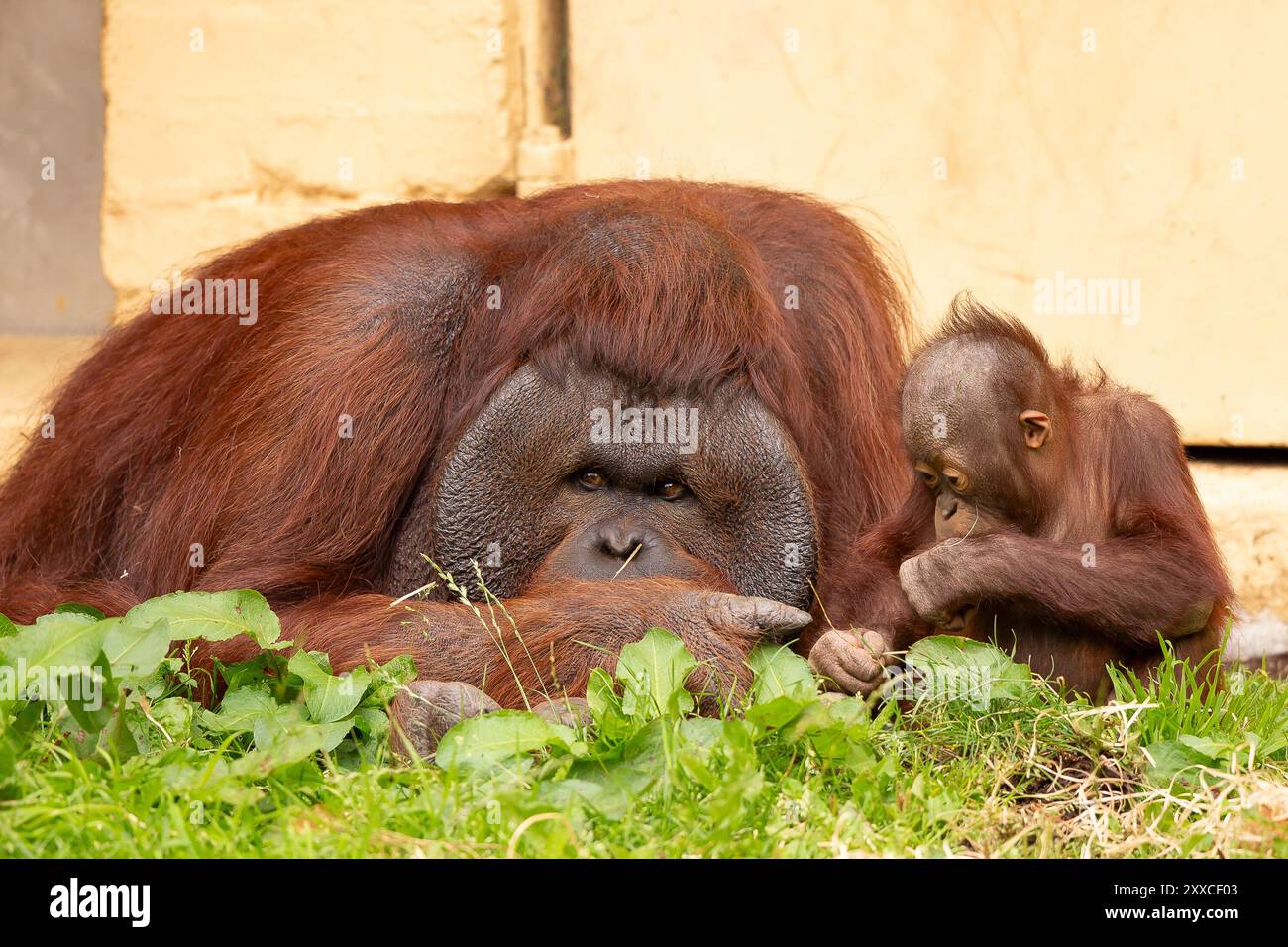 Dudley, Regno Unito. 23 agosto 2024. Meteo nel Regno Unito: Le famiglie dello zoo di Dudley si godono il bel sole oggi, con temperature che raggiungono i 23 gradi. Un bambino orangutan e suo padre si rilassano insieme nel caldo sole di agosto. Crediti: Lee Hudson/Alamy Live News Foto Stock