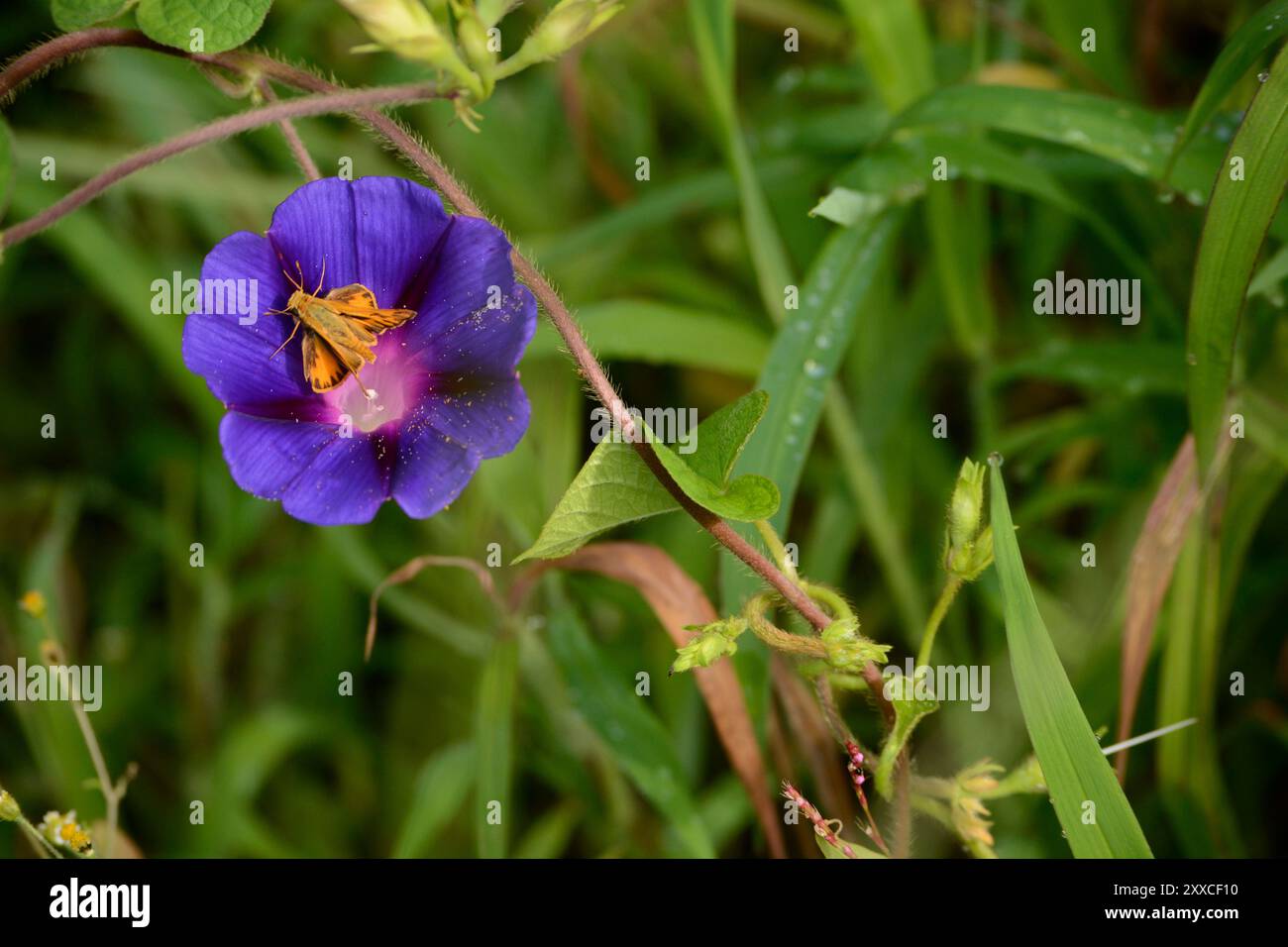 Una farfalla skipper si nutre di un fiore di gloria mattutina che cresce in un campo di mais nella Carolina del Nord. Foto Stock