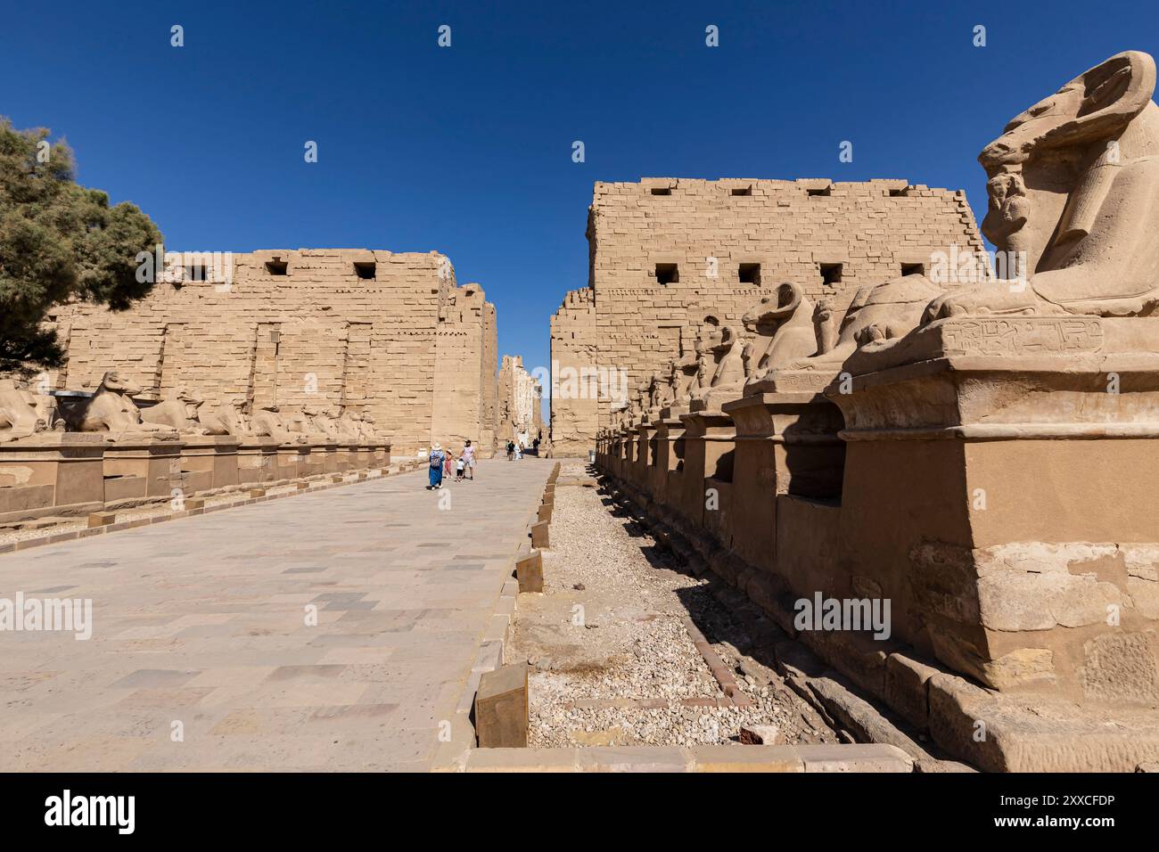 Tempio di Karnak, tempio di Amon, viale del primo pilone e delle sfingi, sfingi con testa di RAM, Luxor, Egitto, Nord Africa, Africa Foto Stock