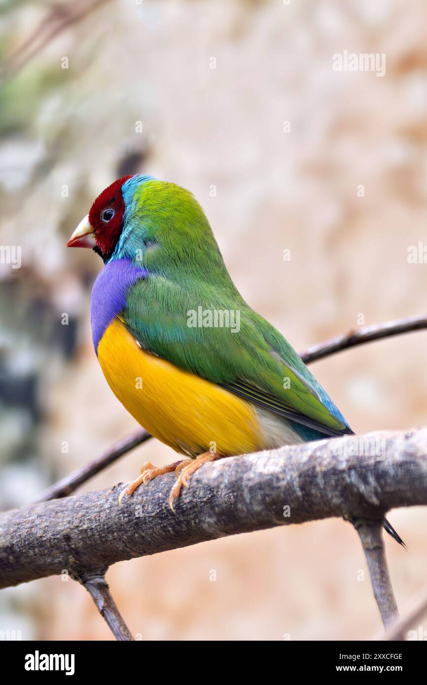 Un Gouldian finch arroccato su un ramo. Questo vibrante uccello si nutre di semi d'erba e piccoli insetti. Foto Stock