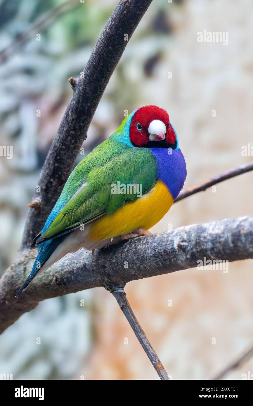 Un Gouldian finch arroccato su un ramo. Questo vibrante uccello si nutre di semi d'erba e piccoli insetti. Foto Stock