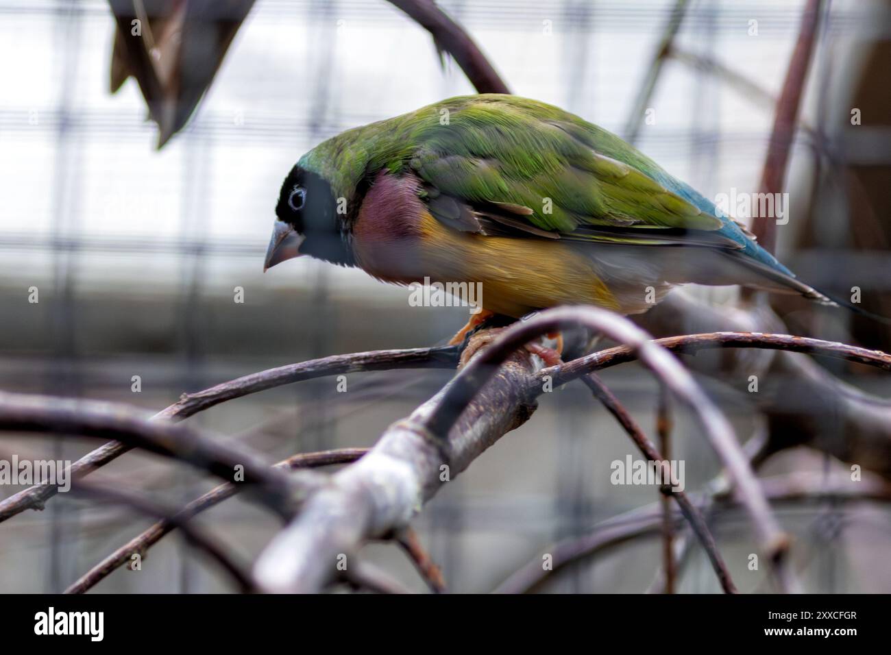 Un Gouldian finch arroccato su un ramo. Questo vibrante uccello si nutre di semi d'erba e piccoli insetti. Foto Stock