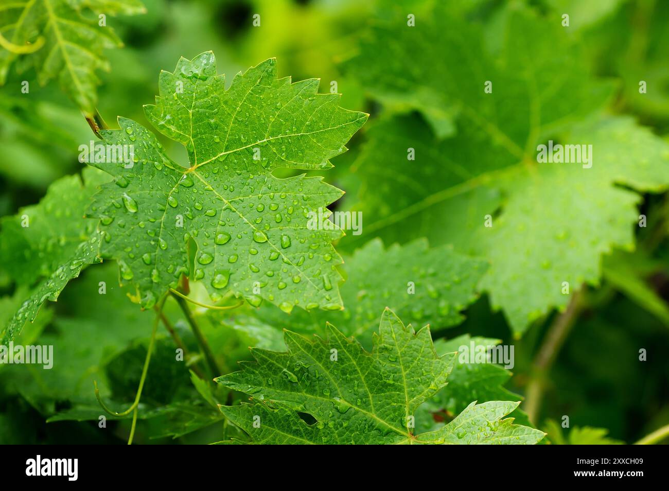 Le foglie di uva fresche si ramificano con gocce di pioggia in vigna, pronte per la salamoia Foto Stock