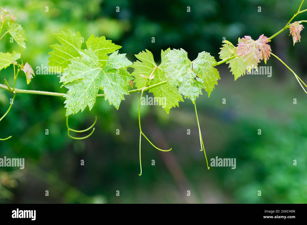 Le foglie di uva fresche si ramificano con gocce di pioggia in vigna, pronte per la salamoia Foto Stock