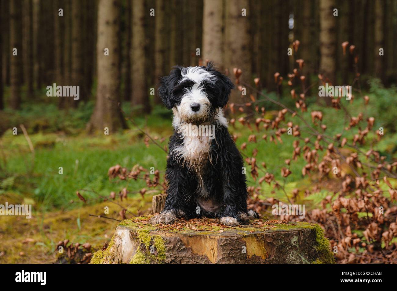 Cucciolo tibetano Terrier nei boschi Foto Stock