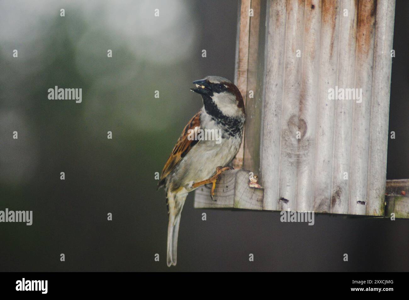 Uccello bruno che passa all'alimentatore Foto Stock