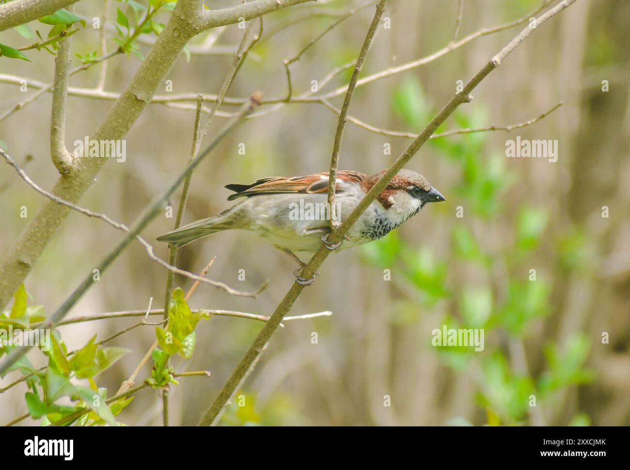 Uccello marrone su un ramo Foto Stock