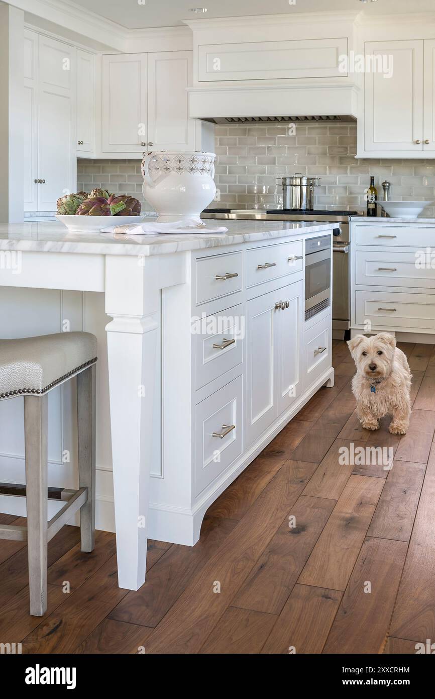 Vista dall'angolo basso dell'isola in cucina bianca e grigia con un piccolo cane Foto Stock