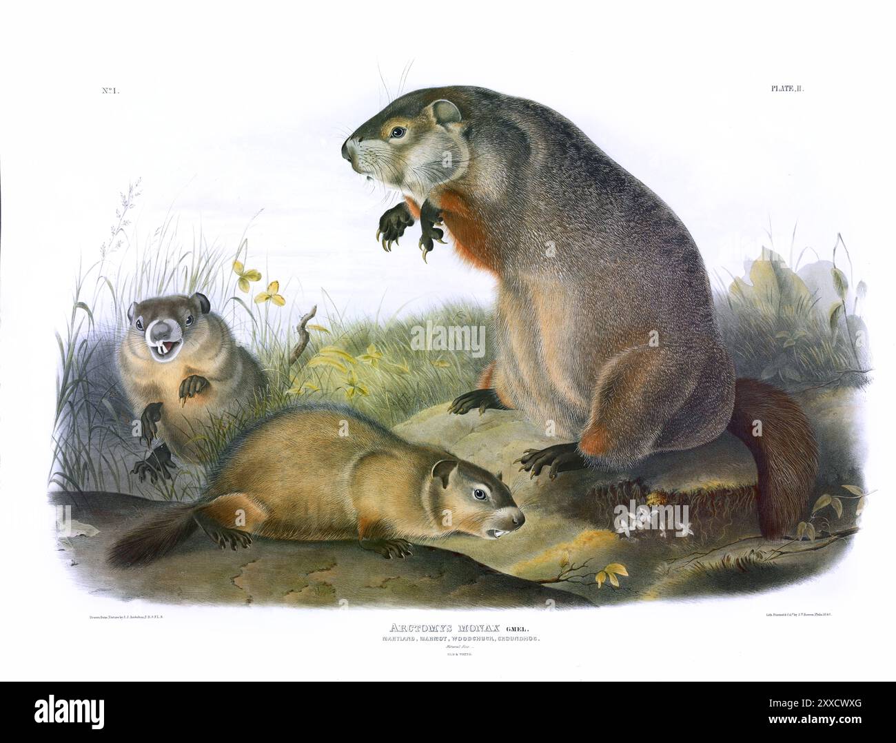 Maryland Marmot, Woodchuck, Groundhog. J, W, Audubon, Viviparous Quadrupeds of North America. Piastra 2 Foto Stock
