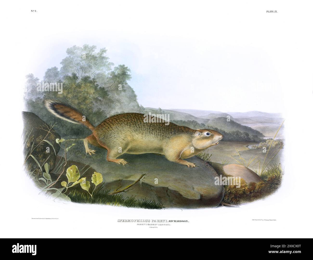 Parry's Marmot Squirrel J, W, Audubon, Viviparous Quadrupeds of North America. Piastra 9 Foto Stock