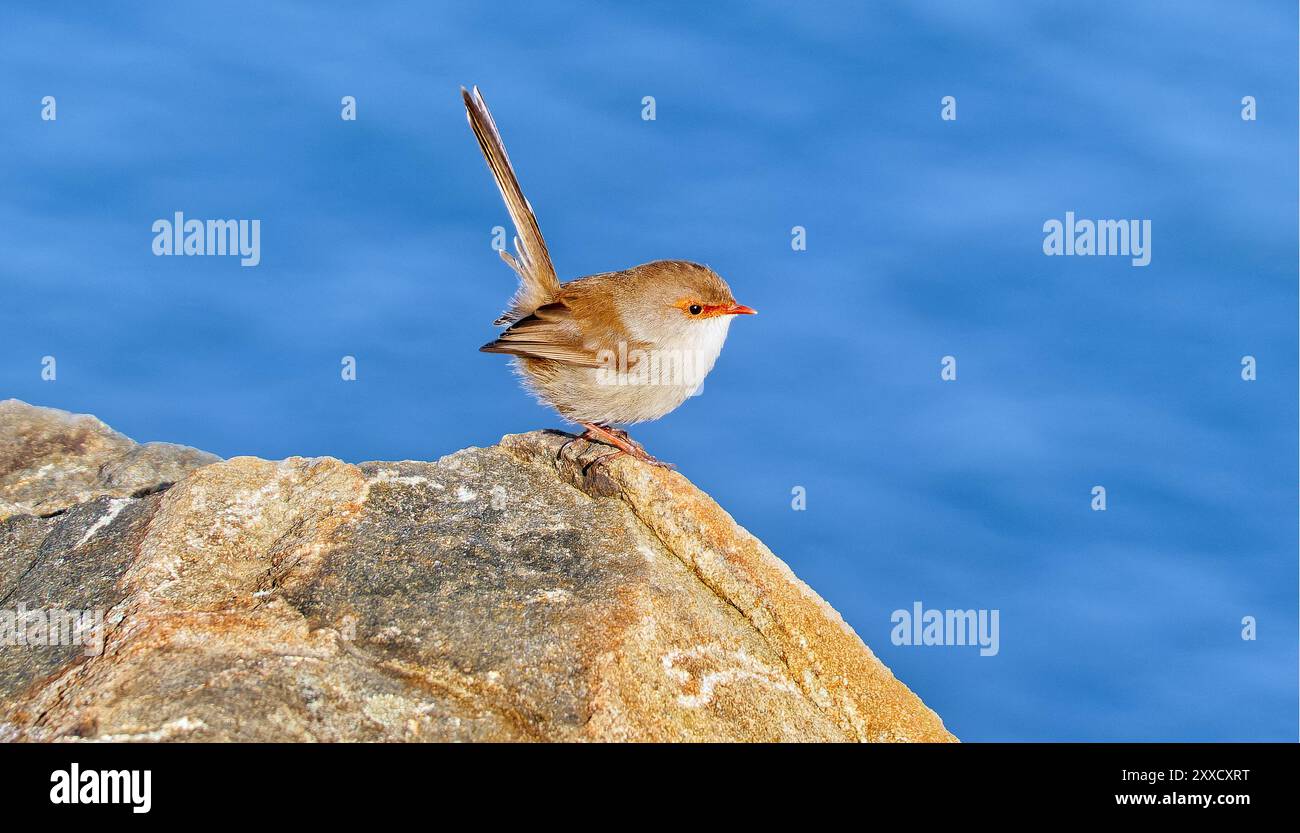 Superba femmina di ciano Malurus Malurus arroccata su una roccia con oceano bokeh a Cape Raoul, Tasman National Park, Tasmania Foto Stock