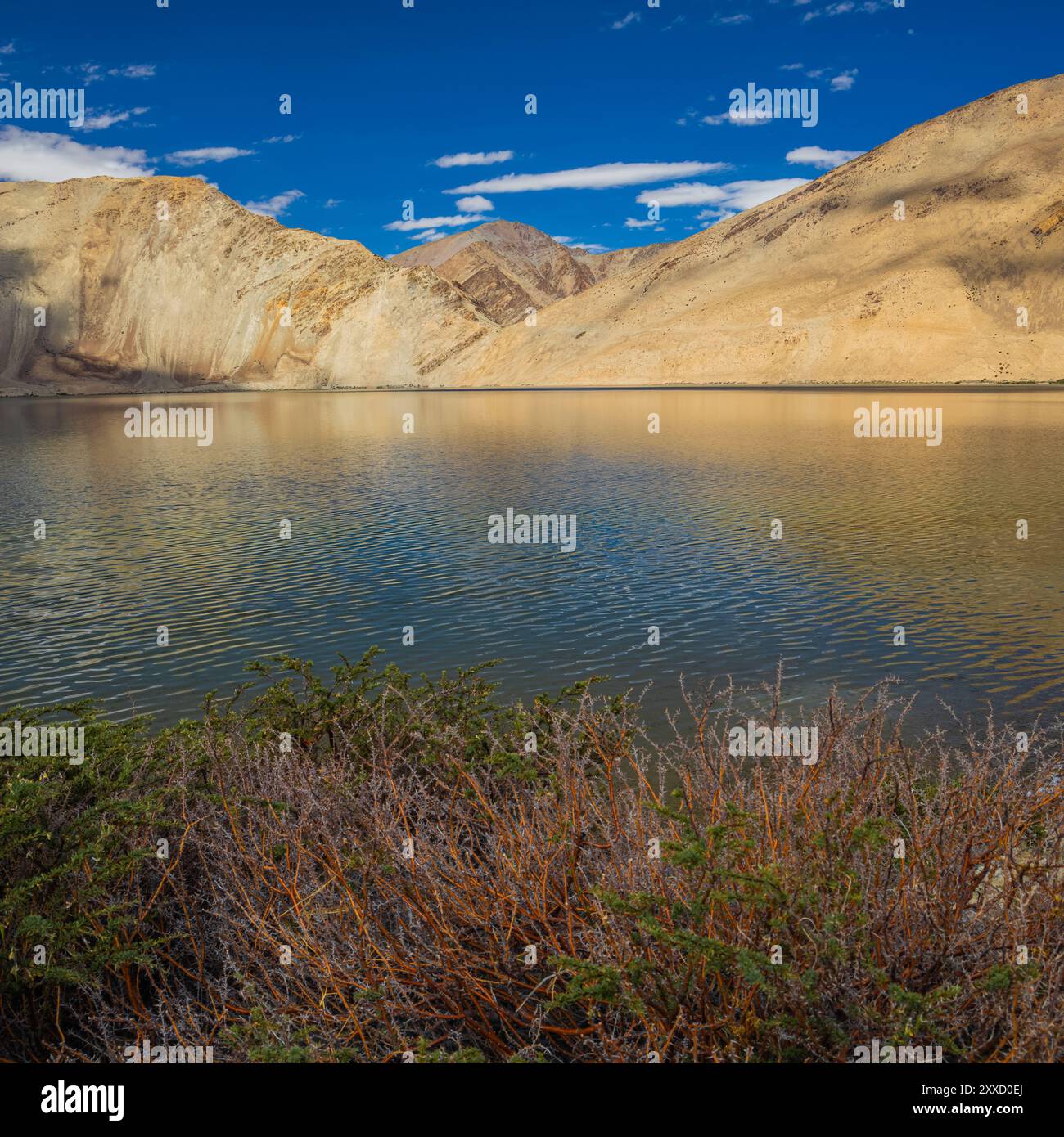 Arbusti verdi selvatici che crescono sulle rive di Yayatso, un lago ad alta quota a Ladakh, India. Un nuovo punto caldo di biodiversità con un'attitudine di 4820 metri. Foto Stock