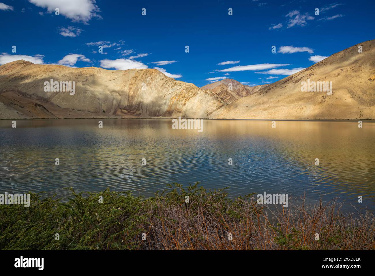 Arbusti verdi selvatici che crescono sulle rive di Yayatso, un lago ad alta quota a Ladakh, India. Un nuovo punto caldo di biodiversità con un'attitudine di 4820 metri. Foto Stock
