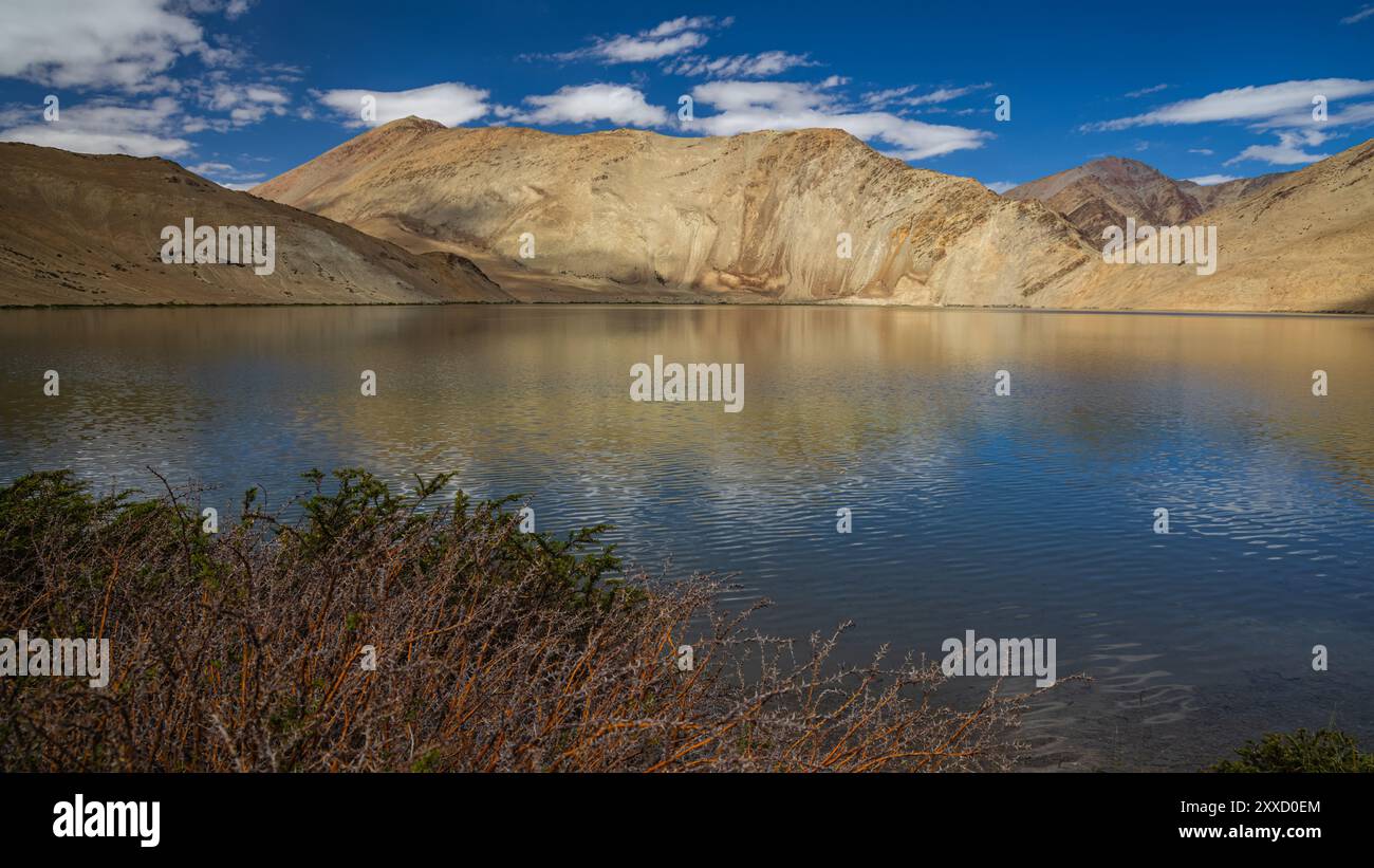 Arbusti verdi selvatici che crescono sulle rive di Yayatso, un lago ad alta quota a Ladakh, India. Un nuovo punto caldo di biodiversità con un'attitudine di 4820 metri. Foto Stock