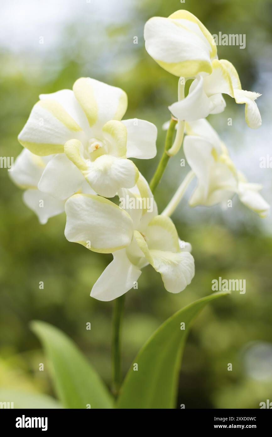 Bellissima orchidea con effetto bokeh Foto Stock