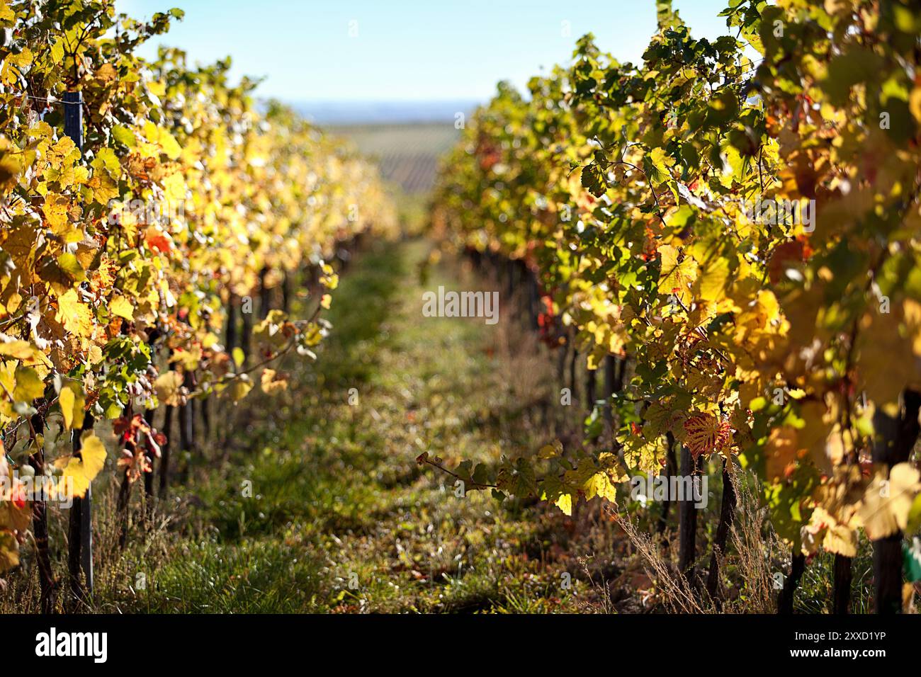 Vigneti sulla Southern Wine Route in autunno Foto Stock