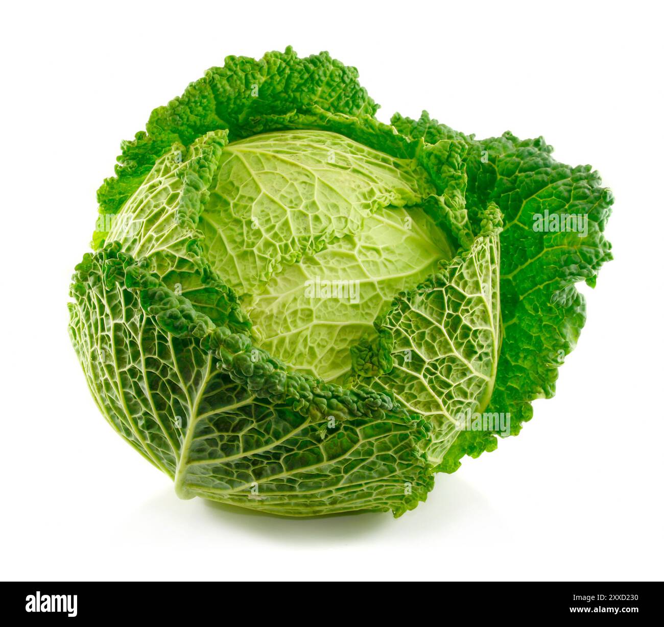 Cavolo Savoy maturo isolato su sfondo bianco Foto Stock