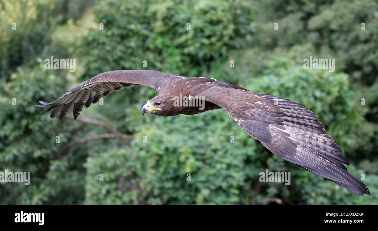 Aquila d'oro Foto Stock