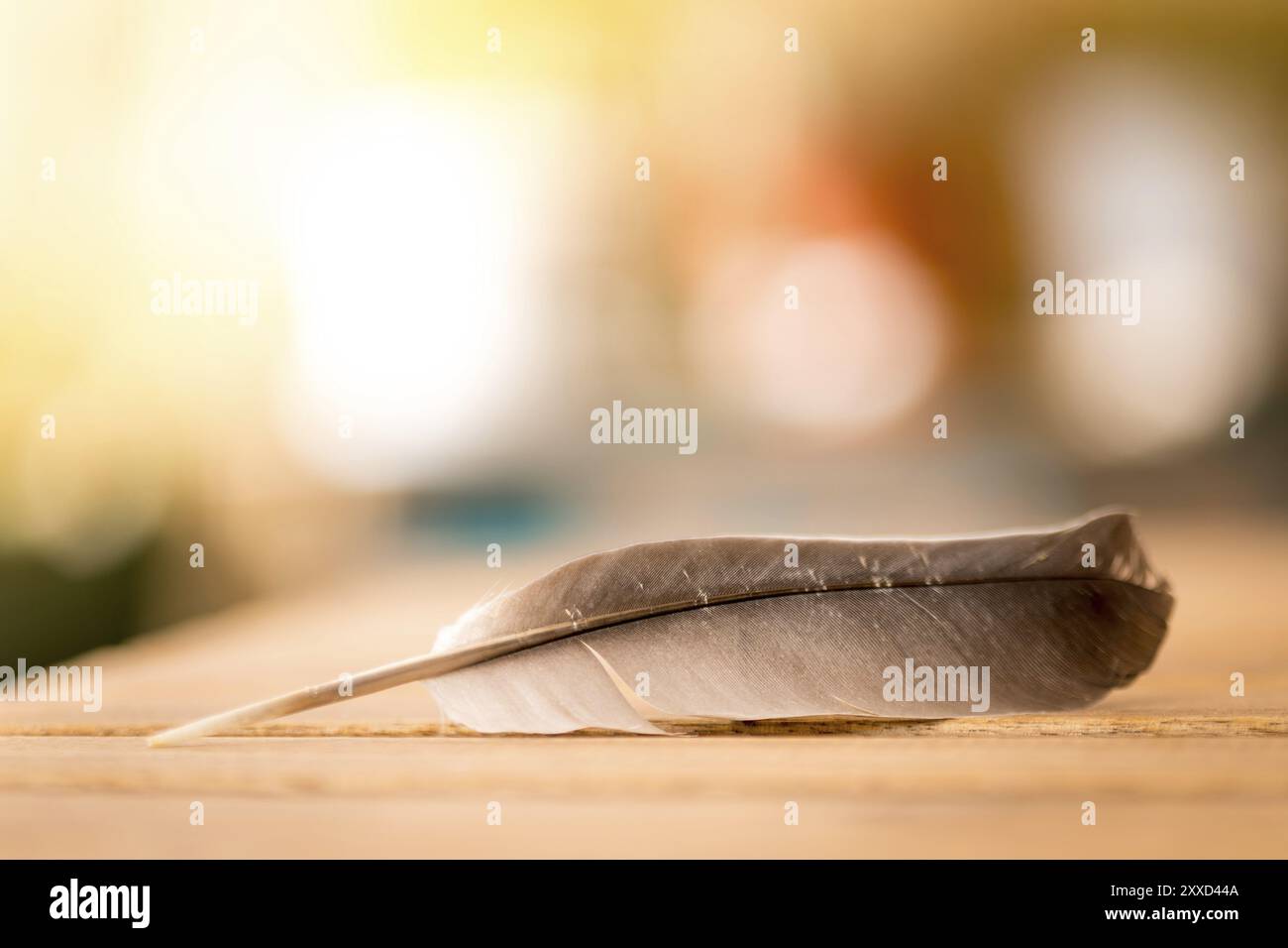 Feather è sdraiato su una scrivania in legno, esterno con spazio di copia Foto Stock