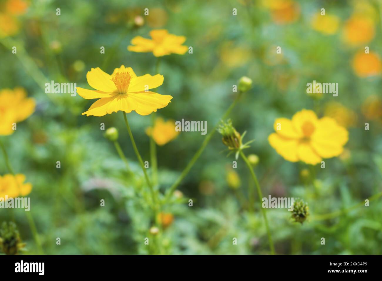 Bellissimo fiore giallo cosmo Foto Stock