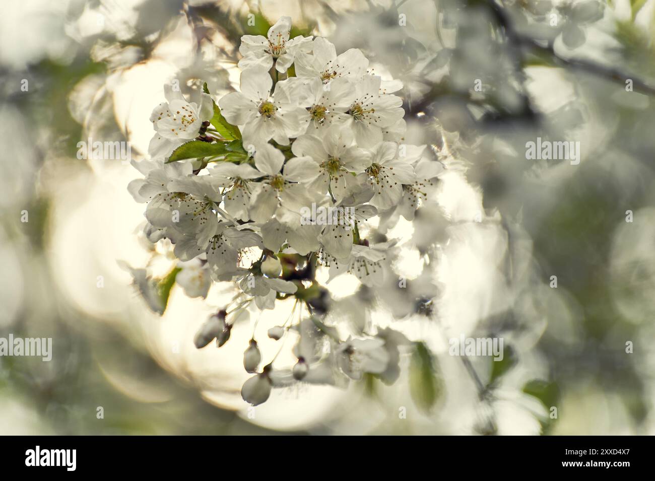 Fiori del ciliegio retroilluminato dal sole Foto Stock