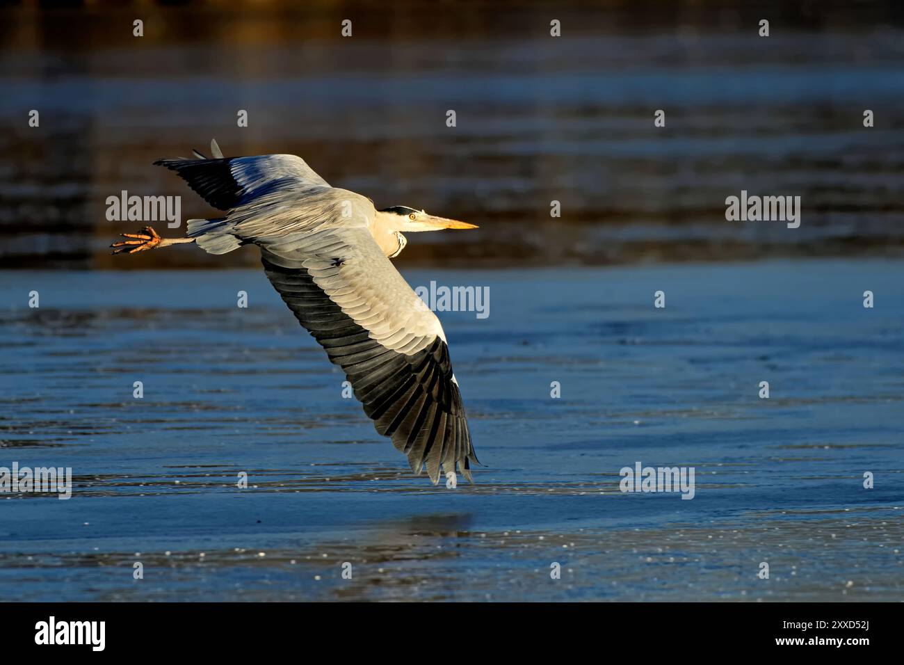 L'airone grigio vola sopra lo stagno ghiacciato Foto Stock
