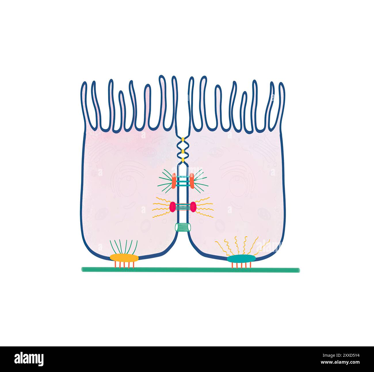 Giunzioni di adesione cella-cella e matrice-cella, illustrazione. L'adesione cellulare è il processo mediante il quale le cellule interagiscono e si attaccano alle cellule vicine attraverso molecole specializzate sulla superficie cellulare. Le cellule possono aderire alle cellule adiacenti tramite giunzioni cella-cellula, oppure una cellula può interagire e aderire alla matrice extracellulare (ECM) mediata da aderenze multi-proteiche tramite giunzioni di adesione cella-matrice. Foto Stock