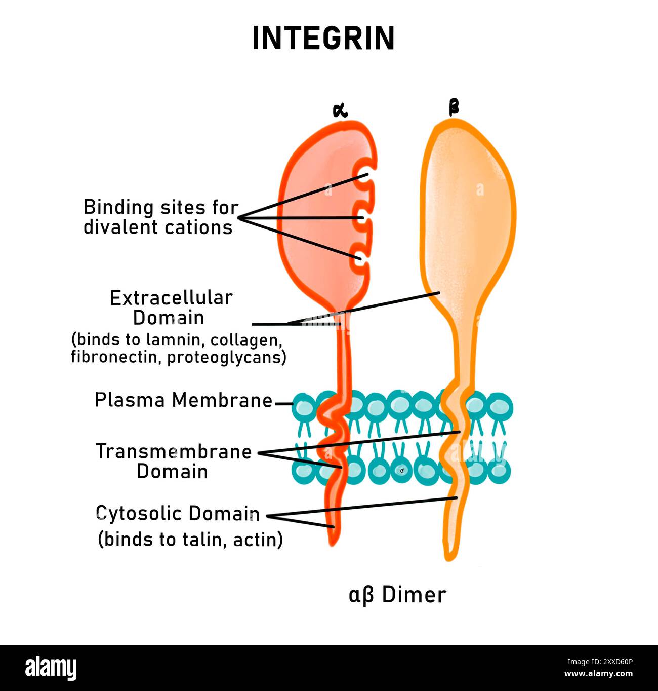 Integrine, illustrazione. Le integrine sono molecole di adesione cellulare (CAM). Le sono proteine integrali della membrana, costituite da due catene polipeptidiche: Alfa e beta. L'integrina si attiva quando queste due unità si dissolvono. Foto Stock