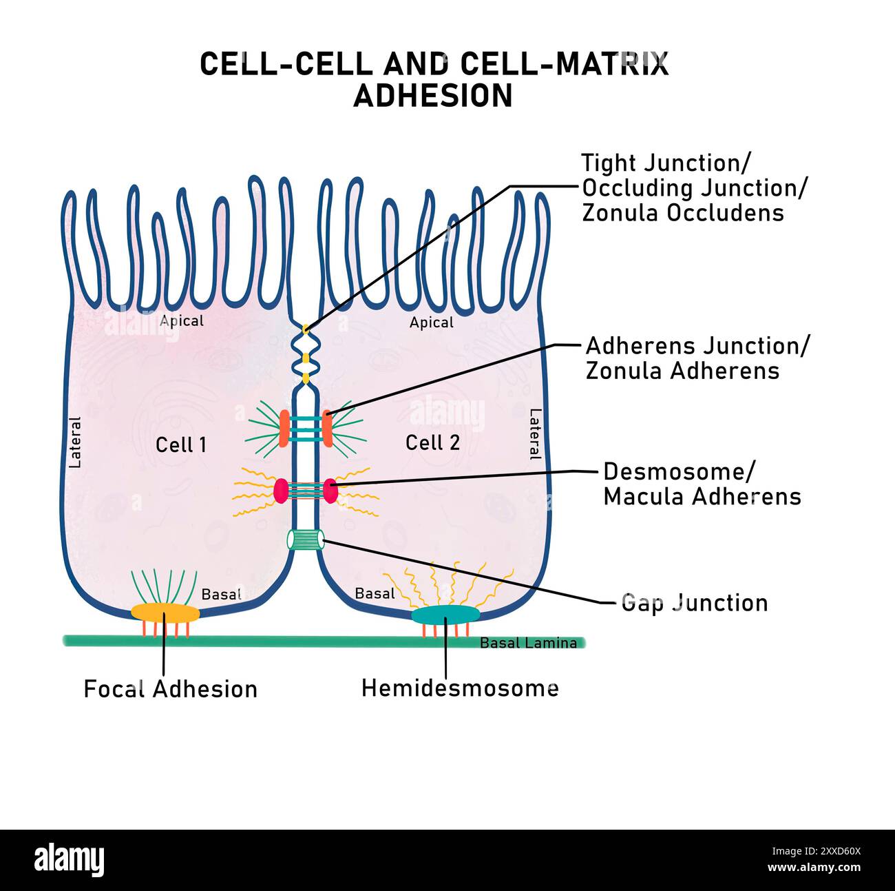 Giunzioni di adesione cella-cella e matrice-cella, illustrazione. L'adesione cellulare è il processo mediante il quale le cellule interagiscono e si attaccano alle cellule vicine attraverso molecole specializzate sulla superficie cellulare. Le cellule possono aderire alle cellule adiacenti tramite giunzioni cella-cellula, oppure una cellula può interagire e aderire alla matrice extracellulare (ECM) mediata da aderenze multi-proteiche tramite giunzioni di adesione cella-matrice. Foto Stock