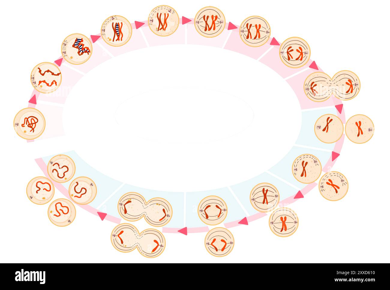 Meiosi, illustrazione. La meiosi è il processo mediante il quale una singola cellula si divide due volte per formare quattro cellule figlie aploidi. Foto Stock