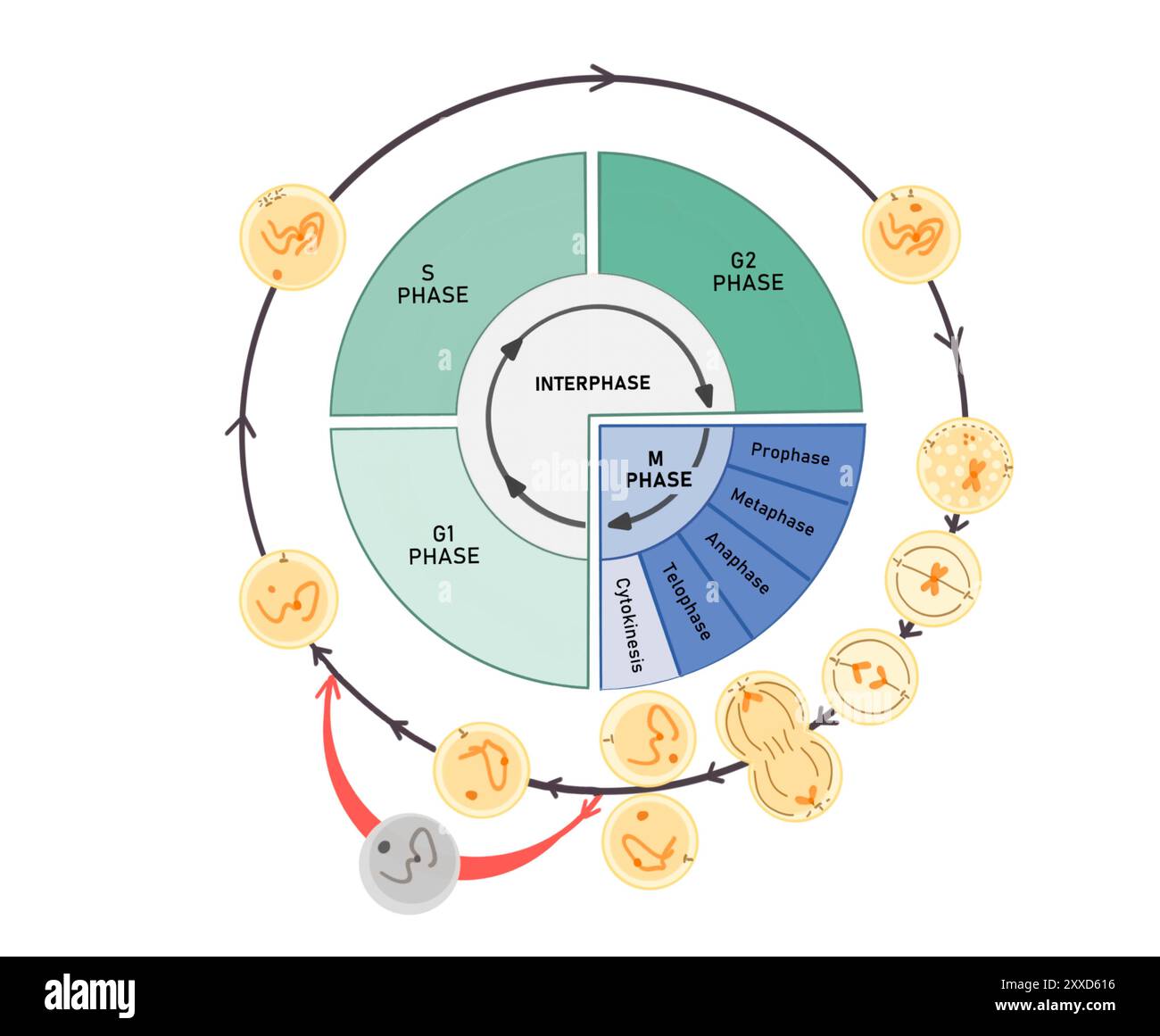 Progressione del ciclo cellulare, illustrazione. Il ciclo cellulare è composto da fasi interfase (fasi G1, S e G2), seguite dalla fase mitotica (mitosi e citocinesi) e dalla fase G0. Foto Stock