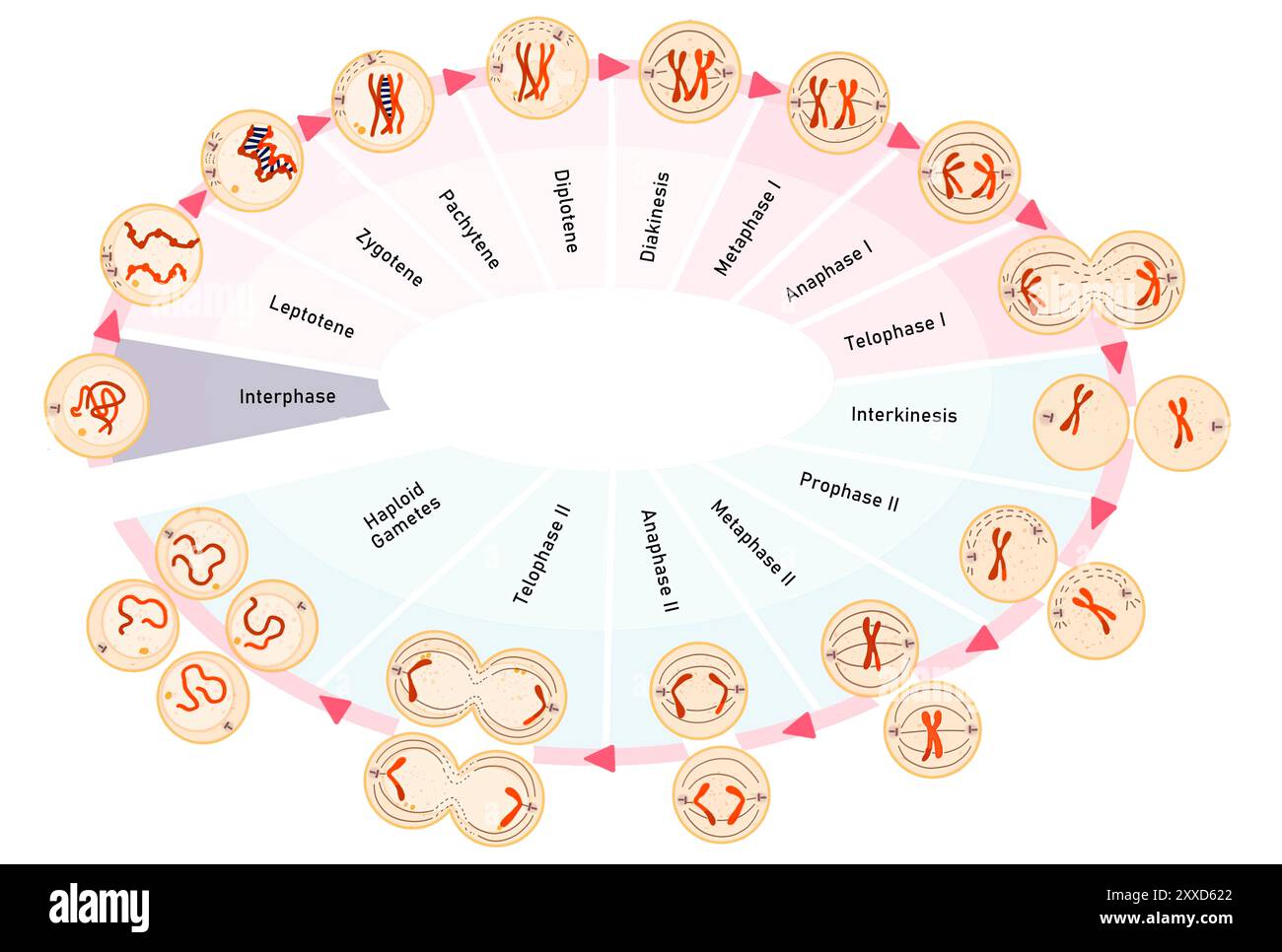 Meiosi, illustrazione. La meiosi è il processo mediante il quale una singola cellula si divide due volte per formare quattro cellule figlie aploidi. Foto Stock