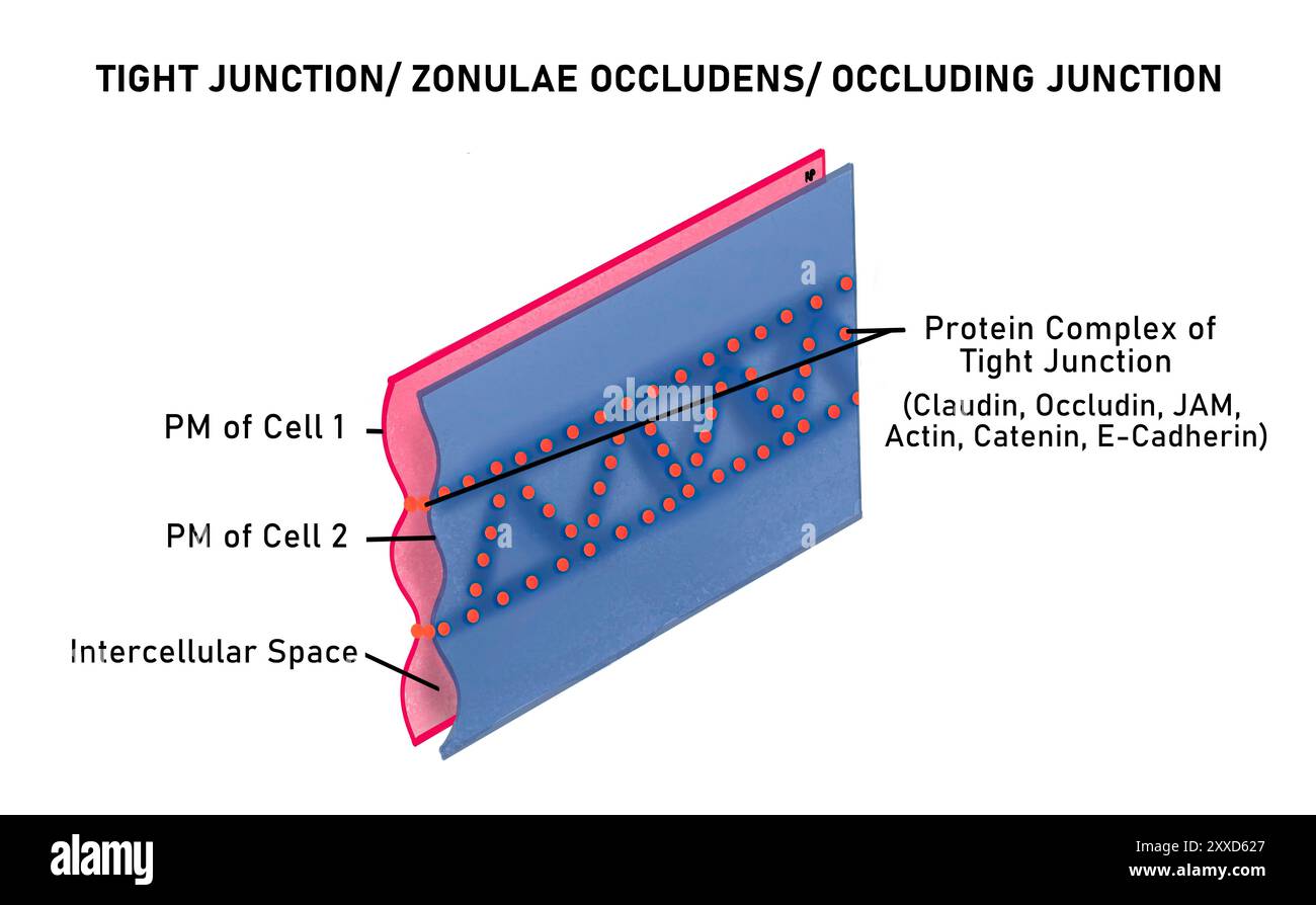 Giunzioni strette, illustrazione. Giunzioni strette sono giunzioni occlusive che sono cruciali per mantenere le differenze di concentrazione delle piccole molecole idrofile sui fogli cellulari epiteliali. Foto Stock