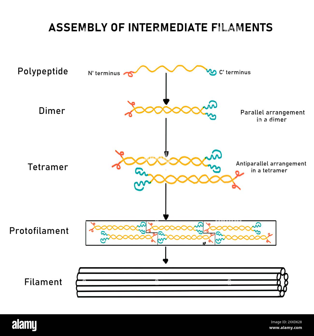 Filamenti intermedi, illustrazione. I filamenti intermedi fanno parte del citoscheletro, che mantiene la forma cellulare e la motilità degli organelli. Foto Stock