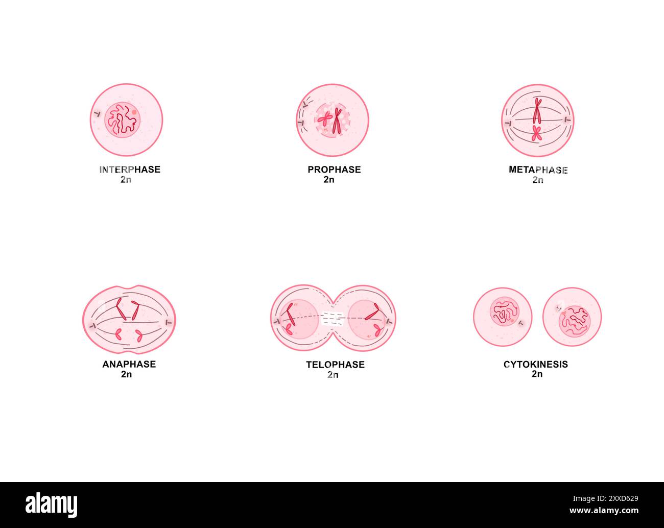 Mitosi, illustrazione. La mitosi è il processo mediante il quale una cellula replica i suoi cromosomi e li separa, producendo due nuclei identici in preparazione alla divisione cellulare. Foto Stock