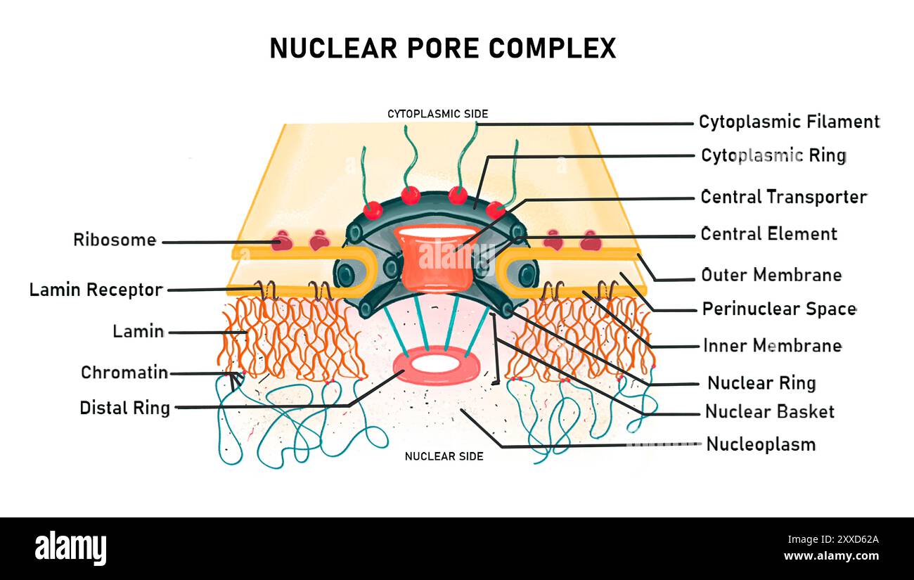 Struttura del complesso di pori nucleari, illustrazione. Il complesso dei pori nucleari (NPC) è una disposizione di proteine nell'involucro nucleare che regola il passaggio delle molecole dentro e fuori il nucleo. Foto Stock
